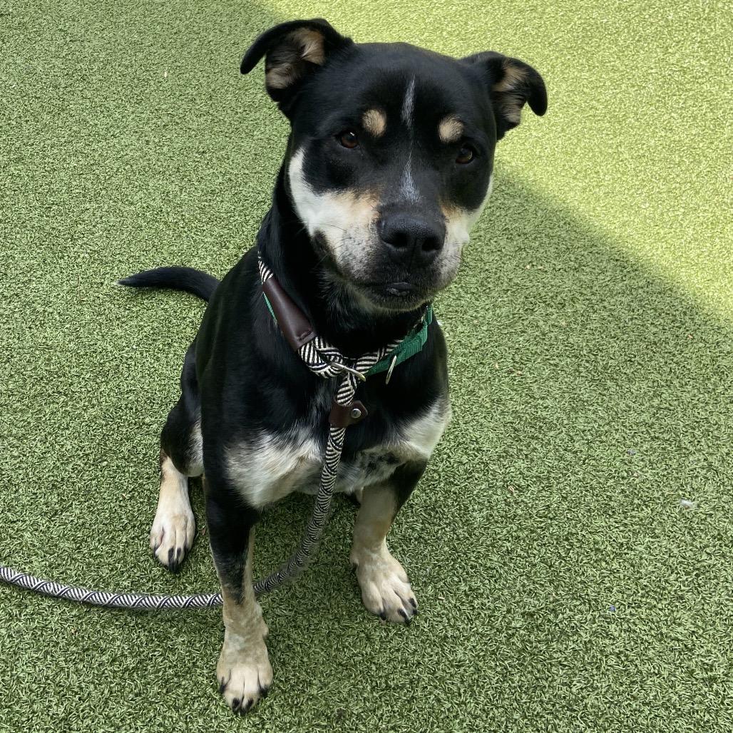 Abeona, a Adoptable mixed breed in Greensboro, NC image 1/6