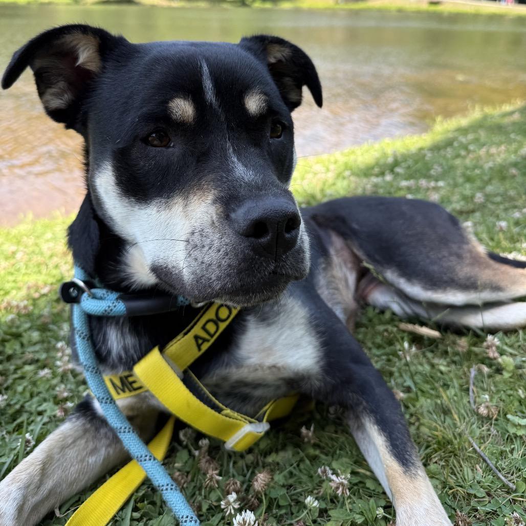 Abeona, a Adoptable mixed breed in Greensboro, NC image 2/6