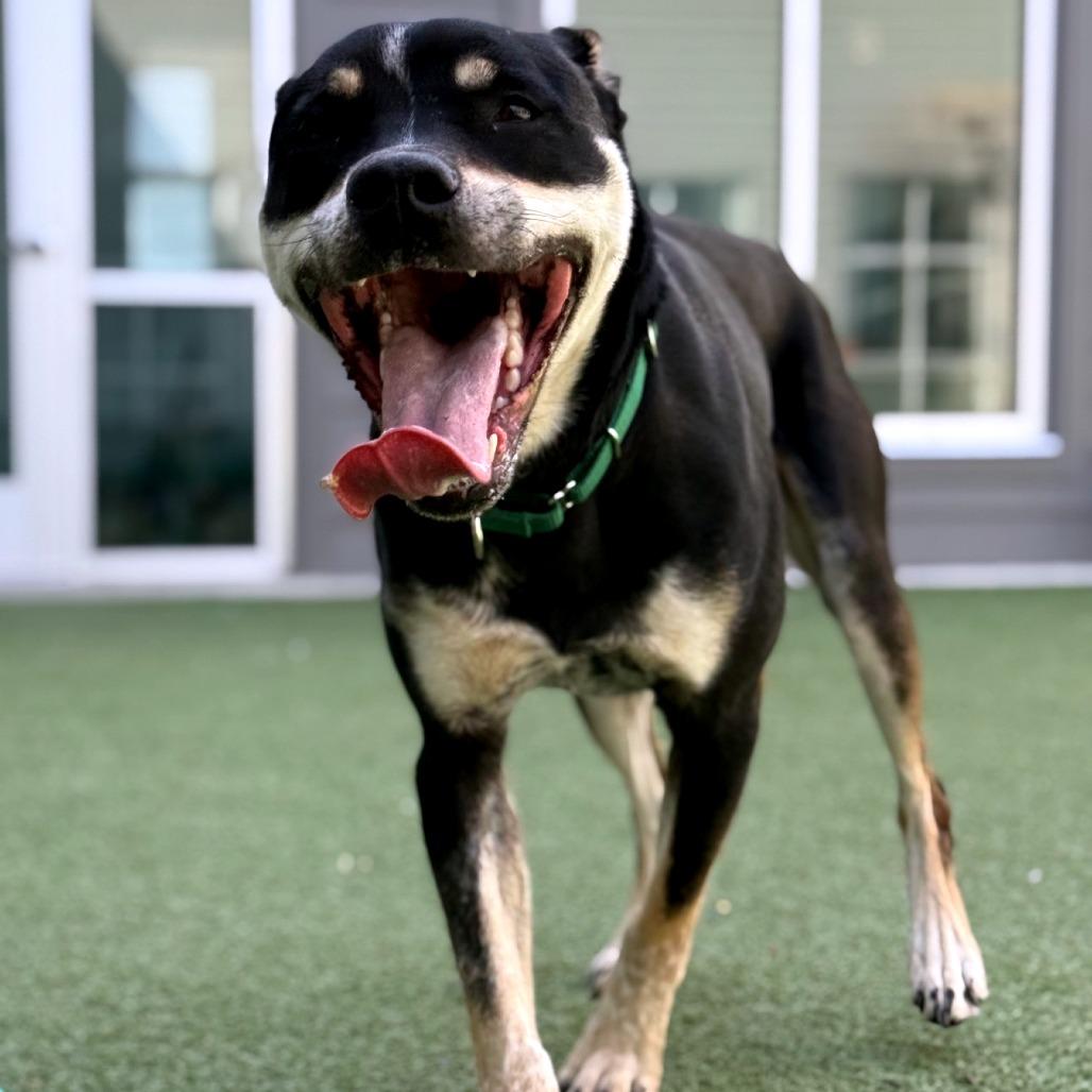 Abeona, a Adoptable mixed breed in Greensboro, NC image 3/6