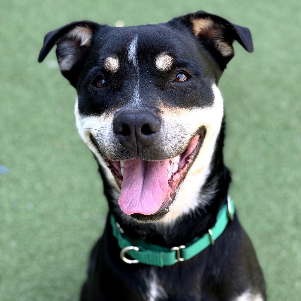 Abeona, a Adoptable mixed breed in Greensboro, NC image 4/6