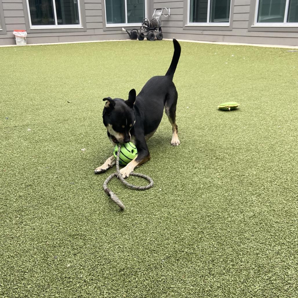 Abeona, a Adoptable mixed breed in Greensboro, NC image 5/6