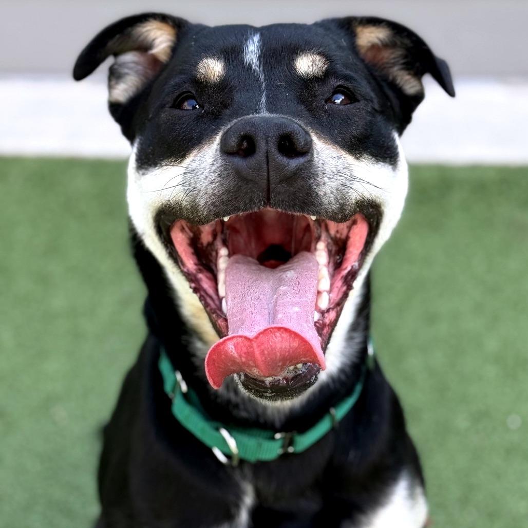 Abeona, a Adoptable mixed breed in Greensboro, NC image 6/6