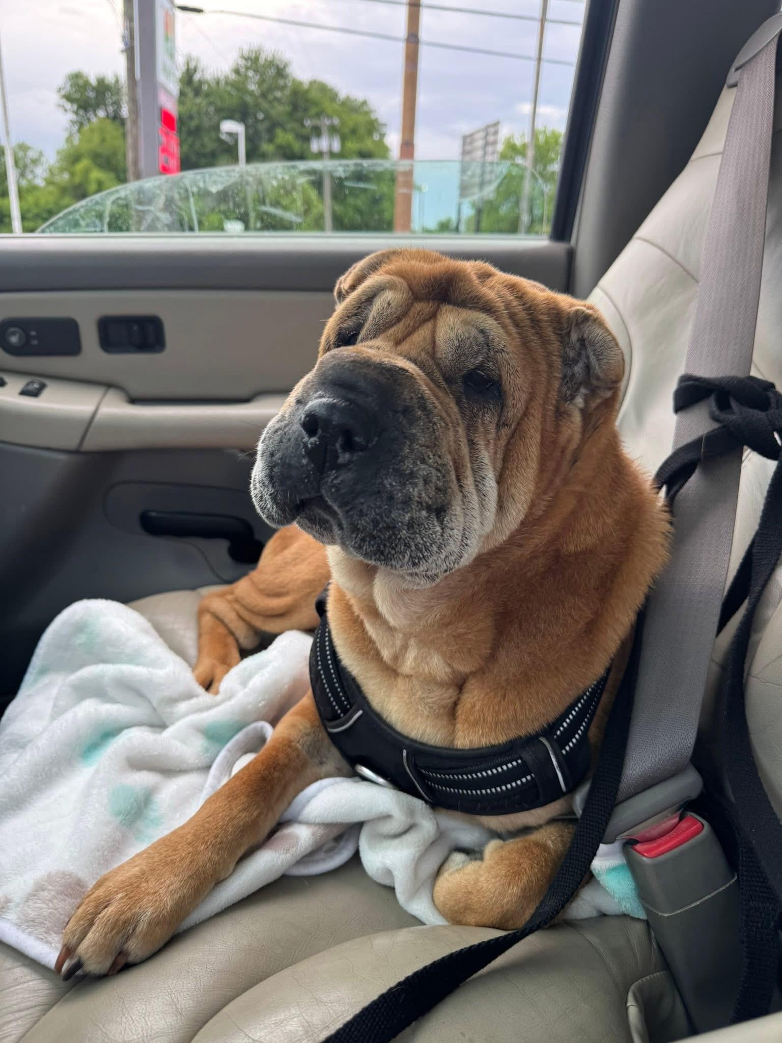 Honey, Adoptable, Adult Female Shar-Pei.
