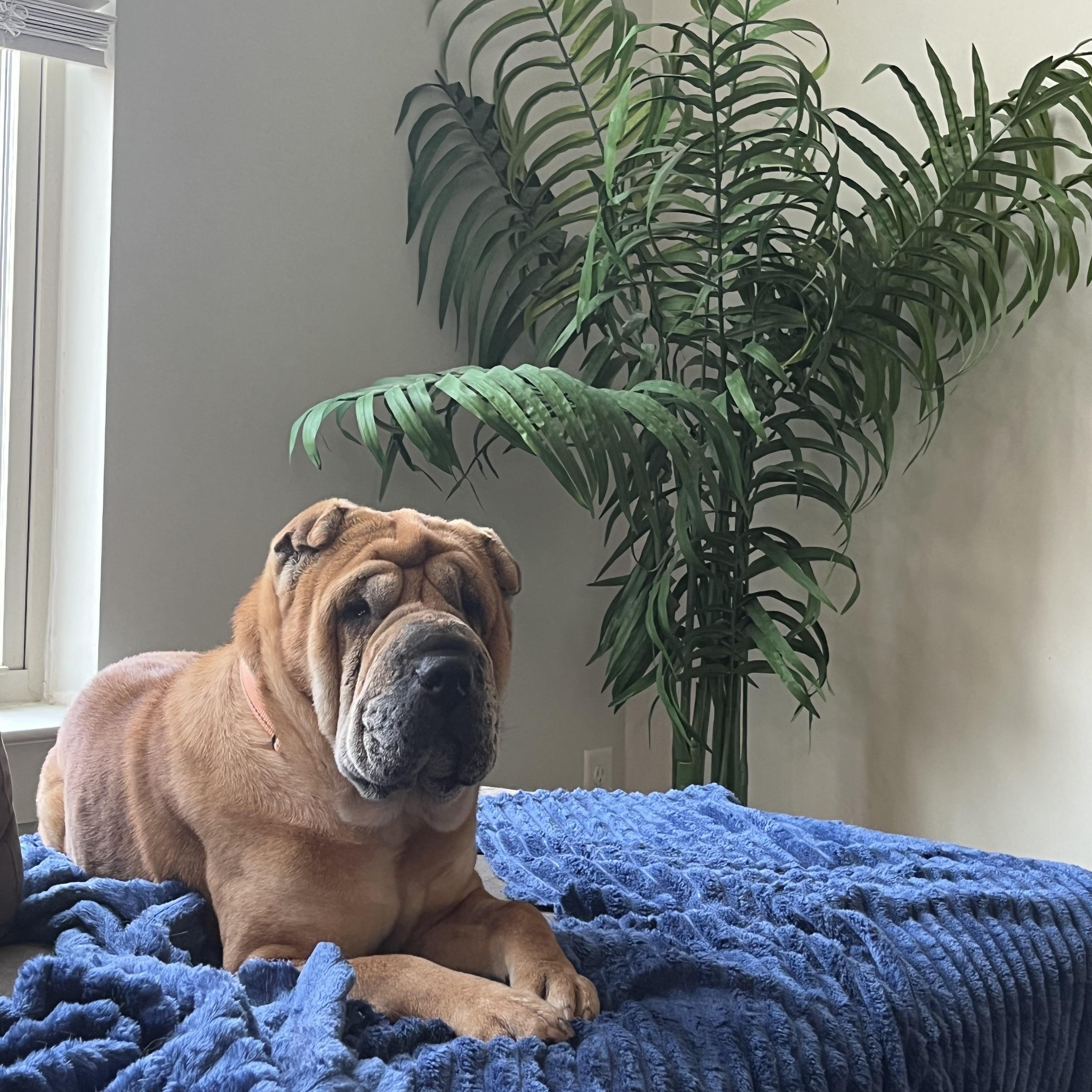 Enlarge Honey, a Adoptable Shar-Pei in Mount Juliet, TN image 4/5