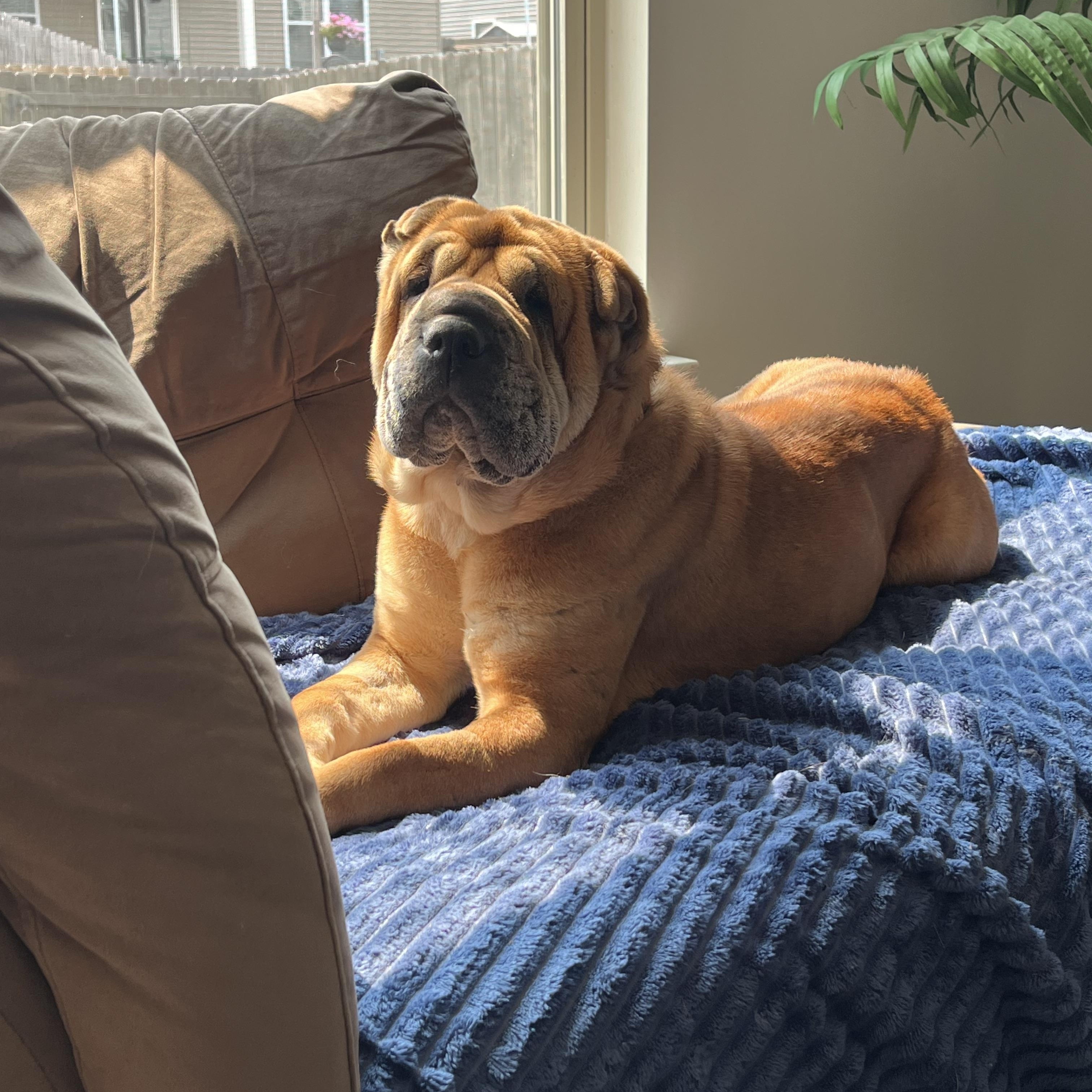 Enlarge Honey, a Adoptable Shar-Pei in Mount Juliet, TN image 2/5
