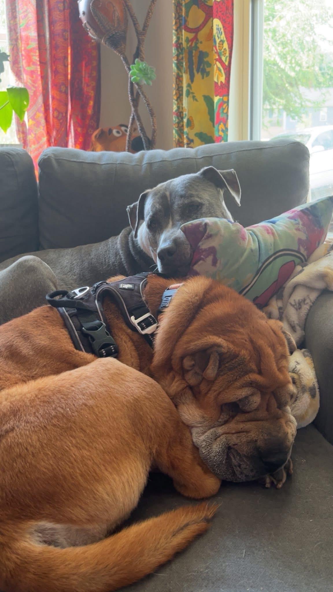 Enlarge Honey, a Adoptable Shar-Pei in Mount Juliet, TN image 3/5