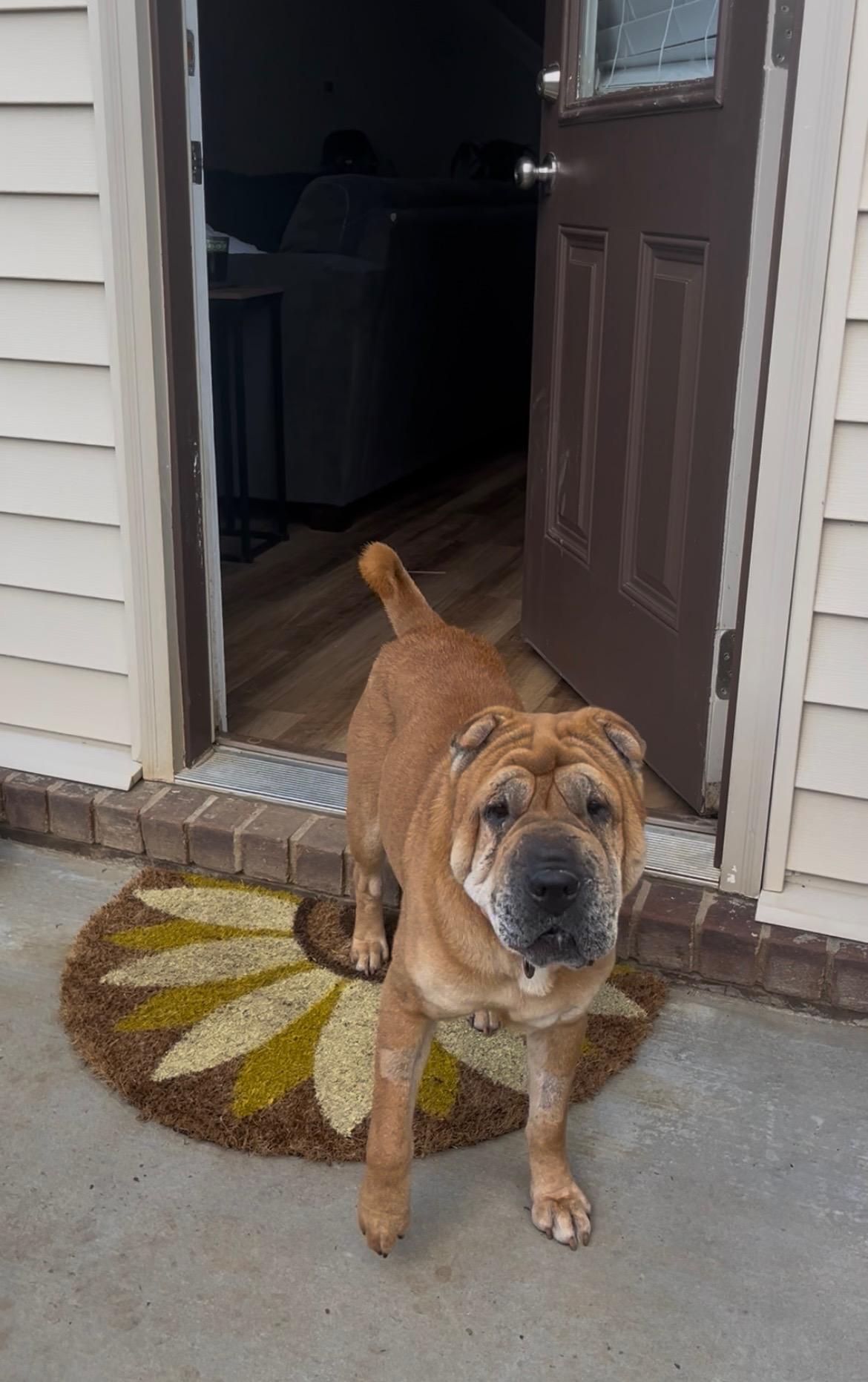 Enlarge Honey, a Adoptable Shar-Pei in Mount Juliet, TN image 5/5