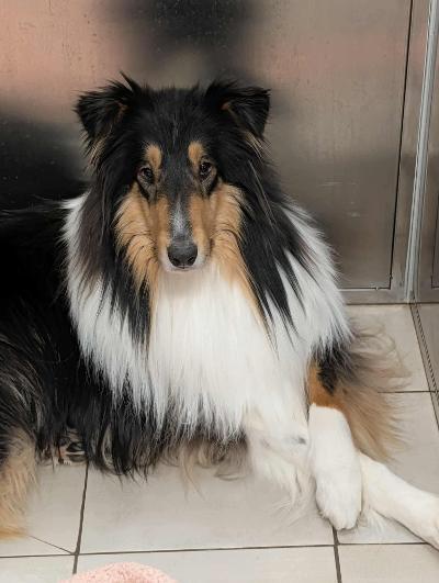 Enlarge Norman, a Adoptable Collie in Fort Wayne, IN image 1/3