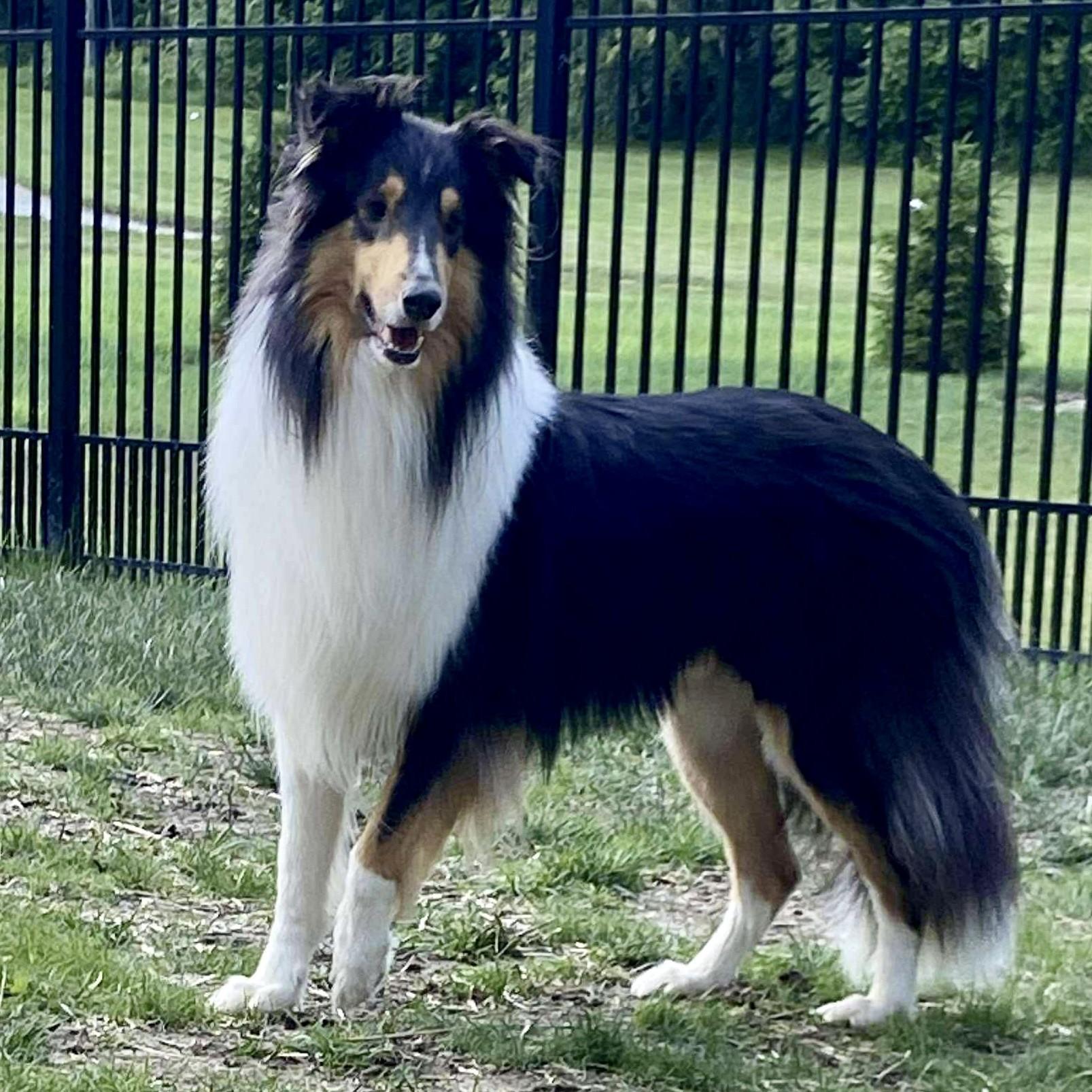 Enlarge Norman, a Adoptable Collie in Fort Wayne, IN image 2/2