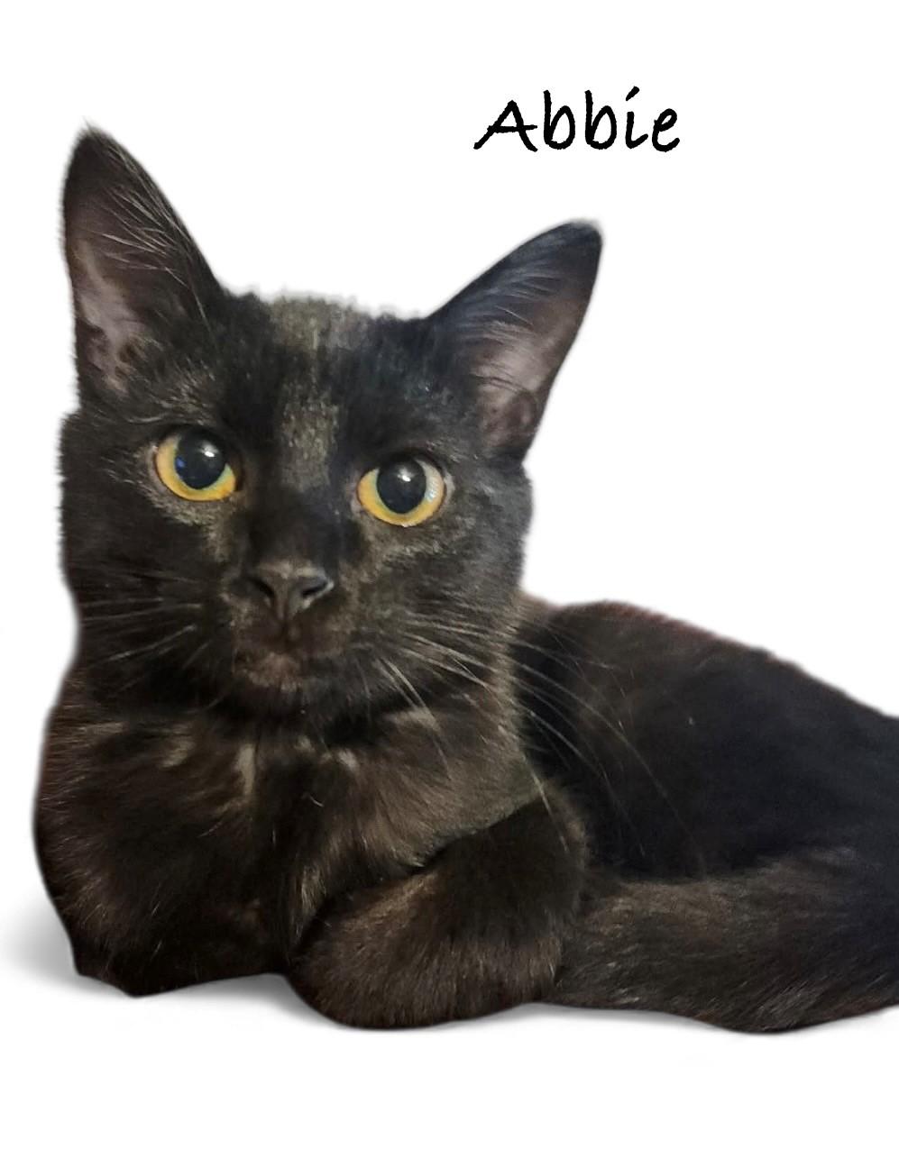 Abbie, ADOPTABLE, Young Female Domestic Short Hair.