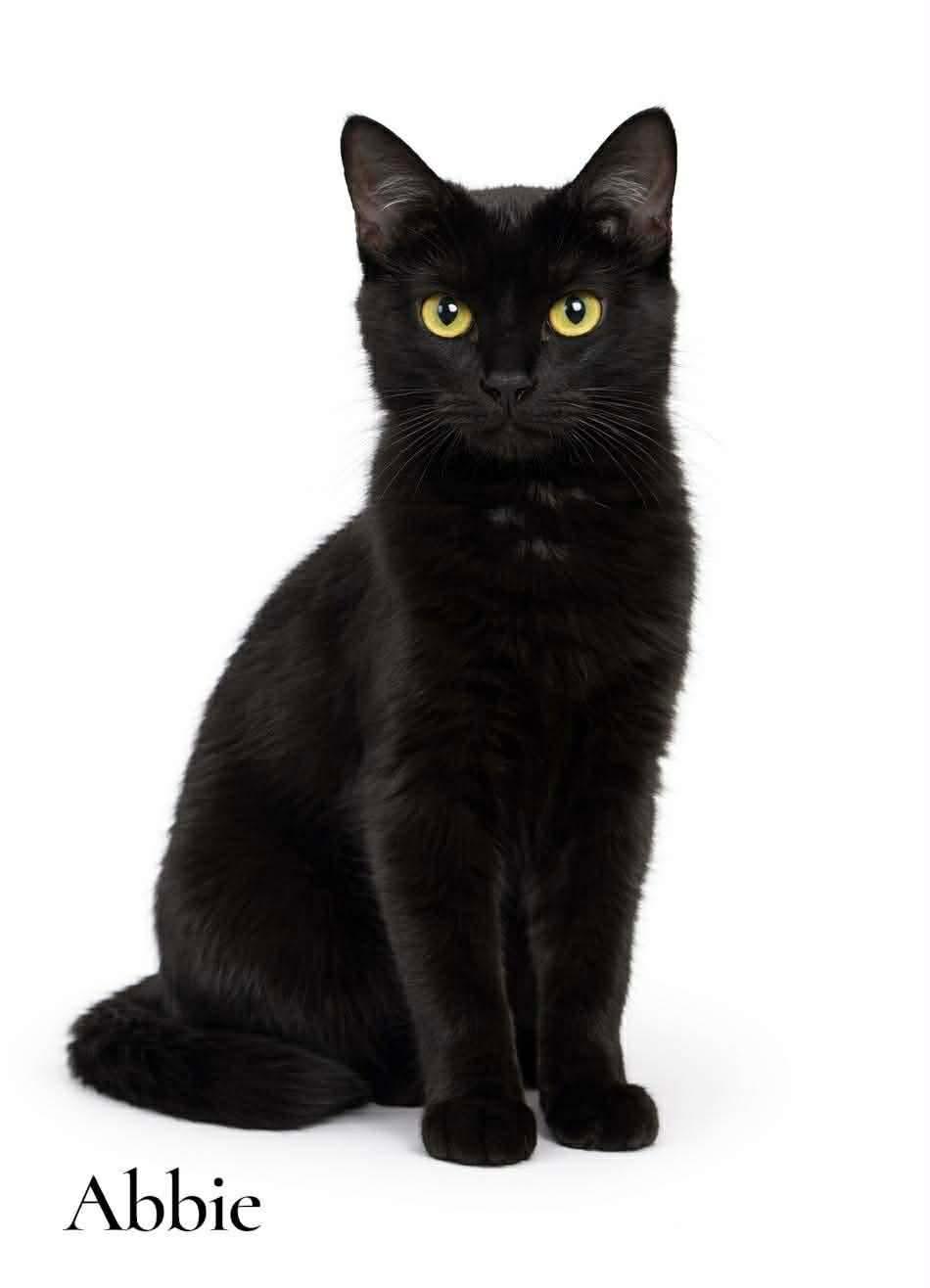 Enlarge Abbie, a ADOPTABLE Domestic Short Hair in Stevensville, MI image 1/3