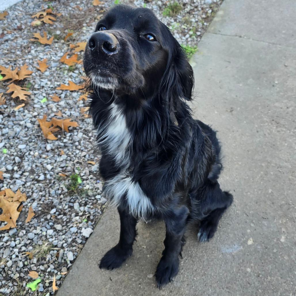 Bracken, Adoptable, Young Male Flat-Coated Retriever & Mixed Breed.