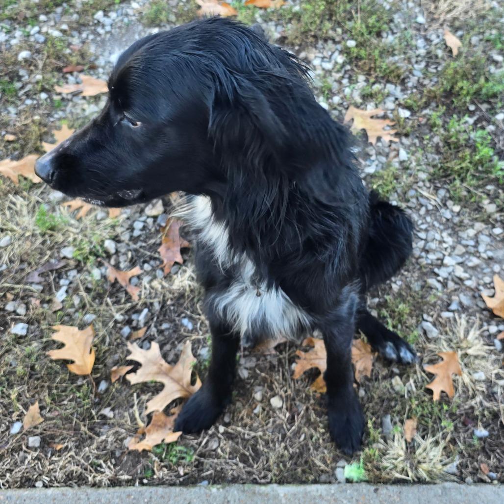 Enlarge Bracken, a Adoptable mixed breed in Aurora, MO image 2/4
