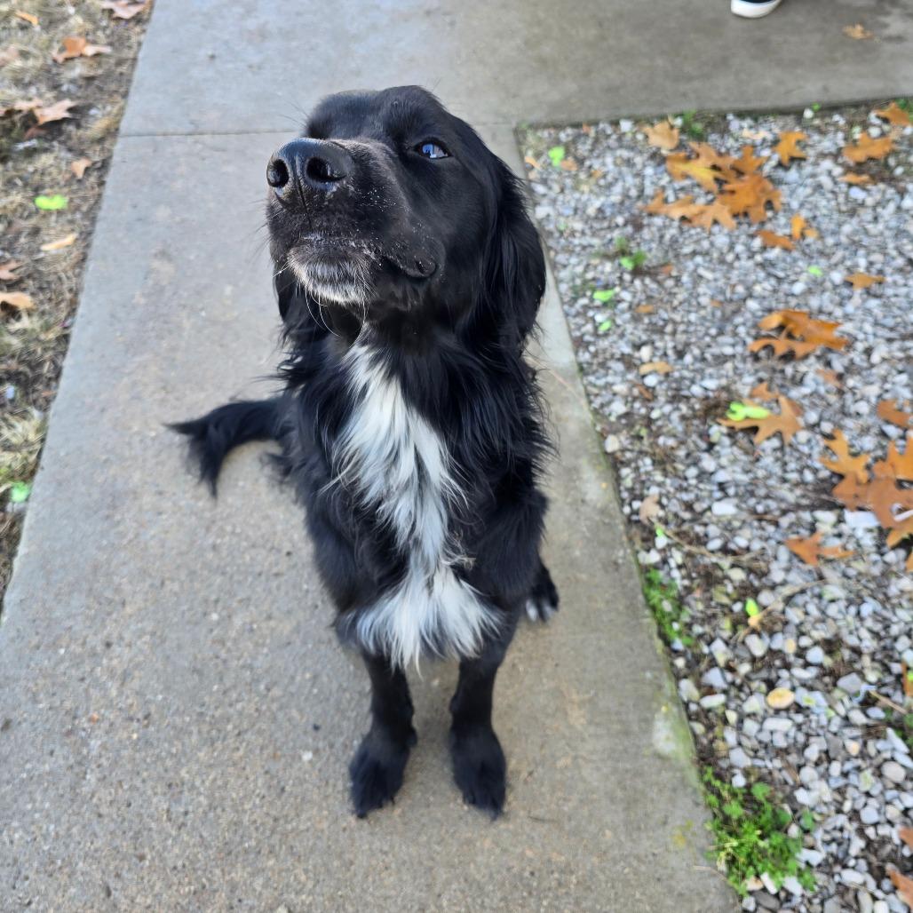 Enlarge Bracken, a Adoptable mixed breed in Aurora, MO image 3/4