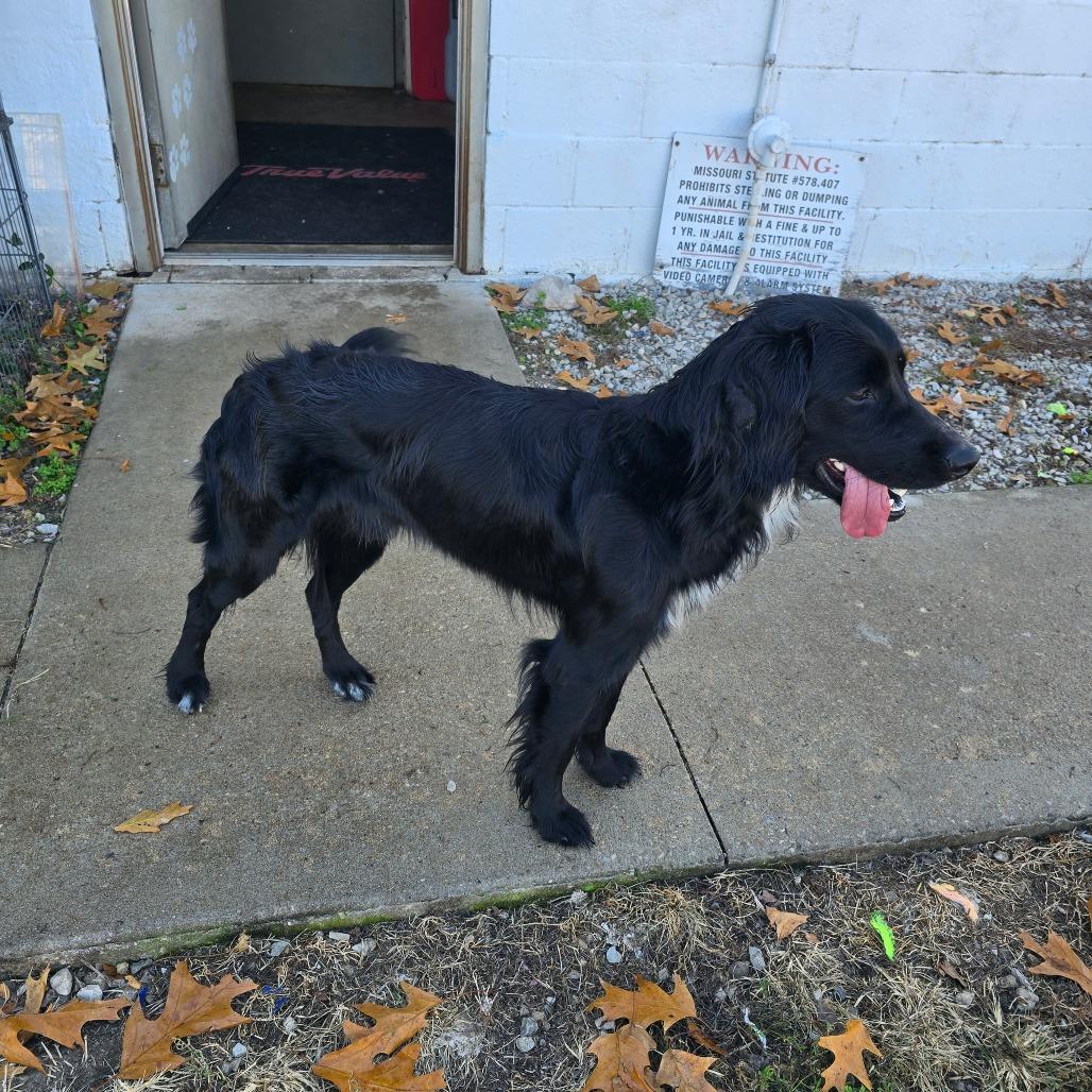 Enlarge Bracken, a Adoptable mixed breed in Aurora, MO image 4/4