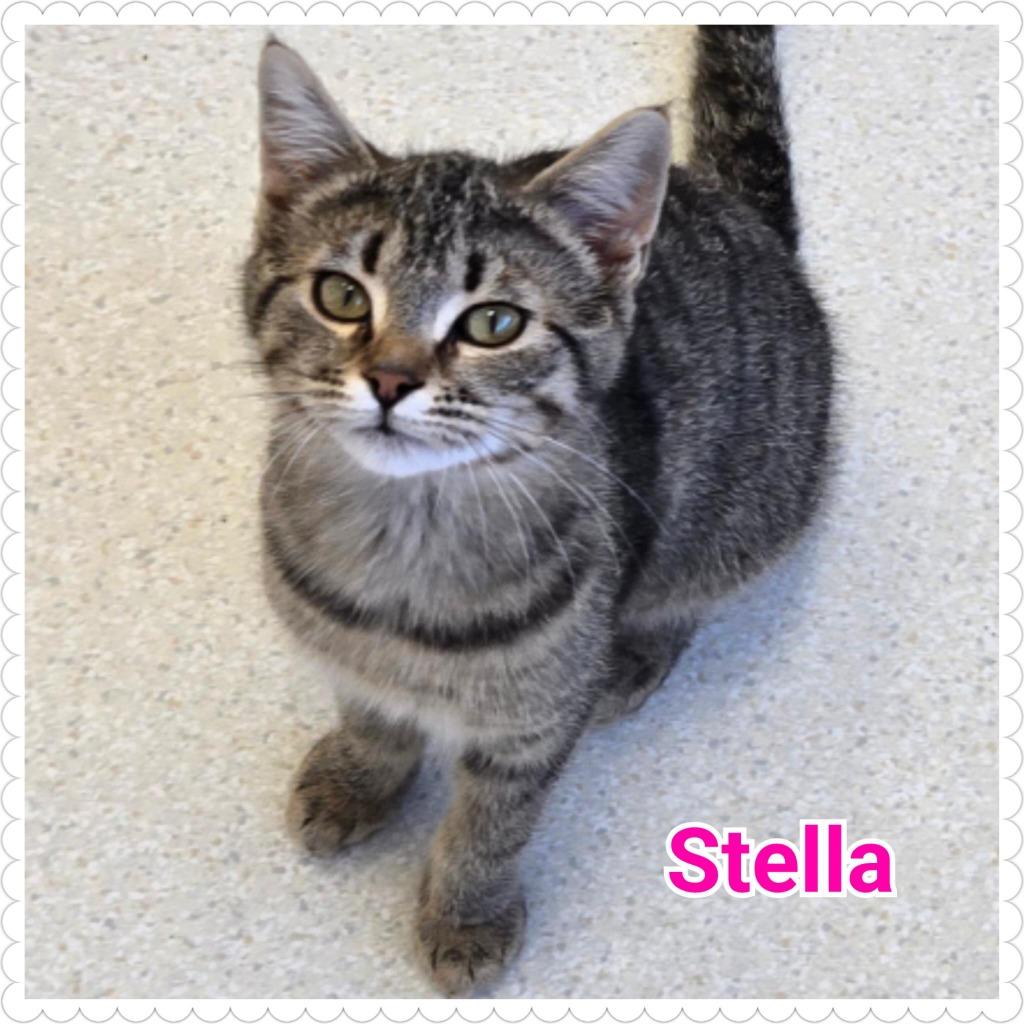 Stella, a Adopted mixed breed in North Saint Paul, MN image 2/3