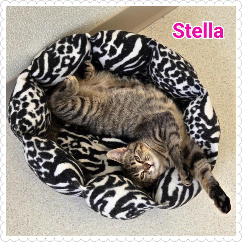 Stella, a Adopted mixed breed in North Saint Paul, MN image 3/3