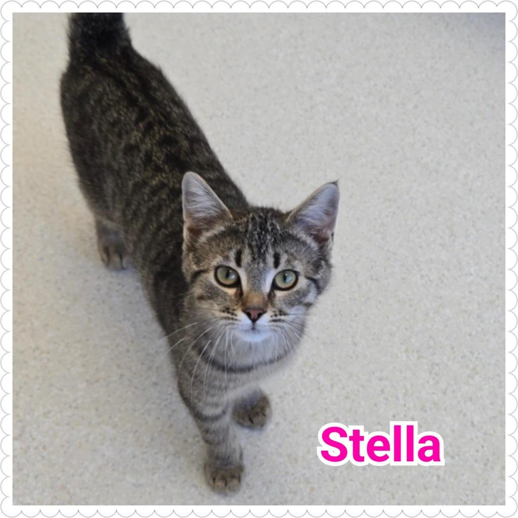 Stella, Adopted, Kitten Female Domestic Short Hair.