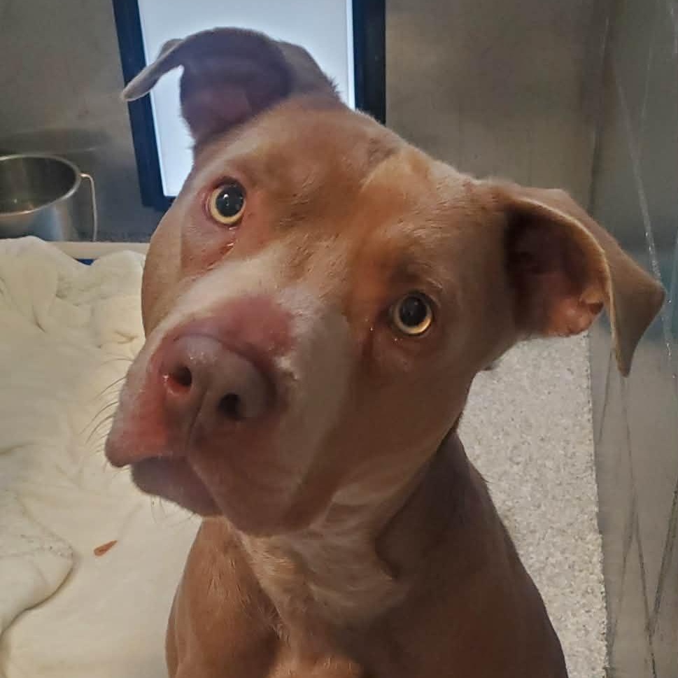 Enlarge Kazoo, a ADOPTABLE mixed breed in Hutchinson, MN image 2/4