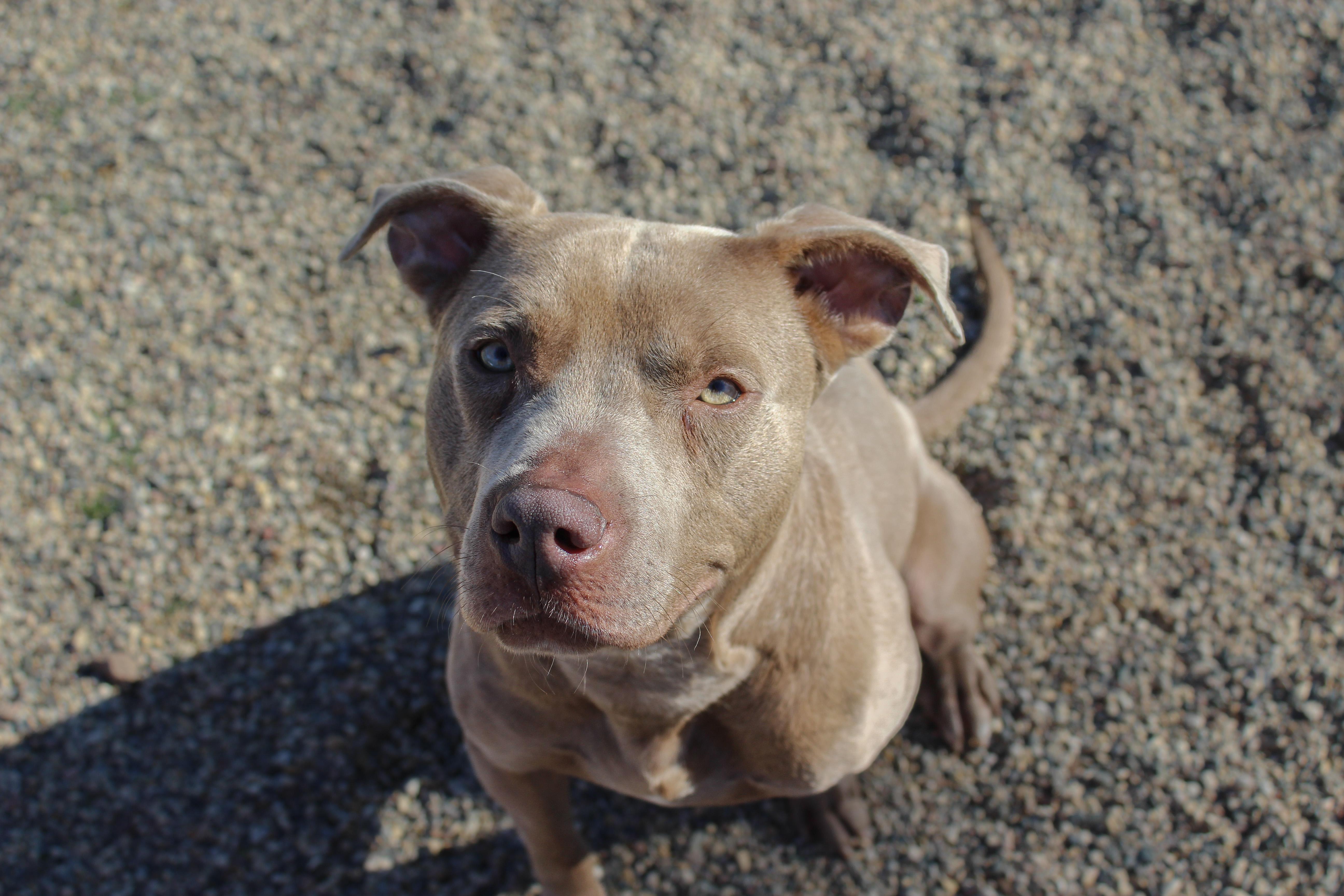 Kazoo, ADOPTABLE, Adult Male Pit Bull Terrier.