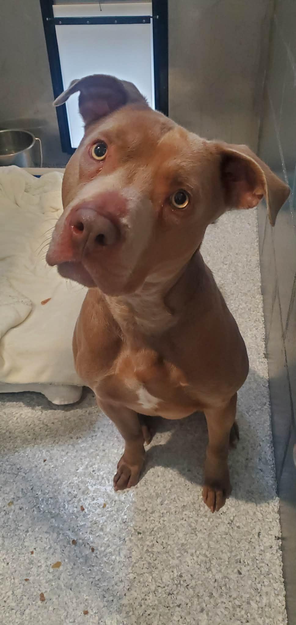 Enlarge Kazoo, a ADOPTABLE mixed breed in Hutchinson, MN image 4/4