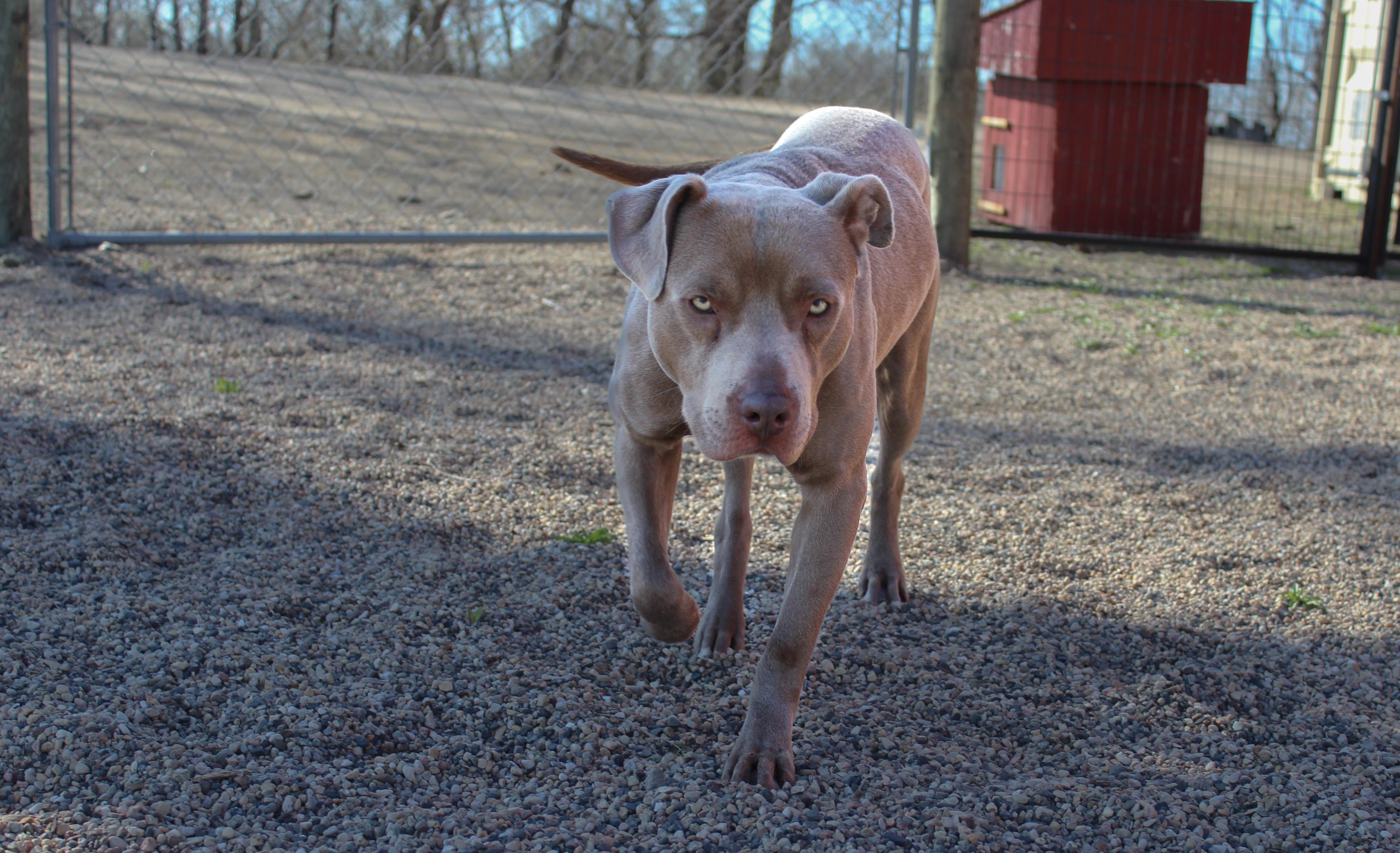Enlarge Kazoo, a ADOPTABLE mixed breed in Hutchinson, MN image 3/4