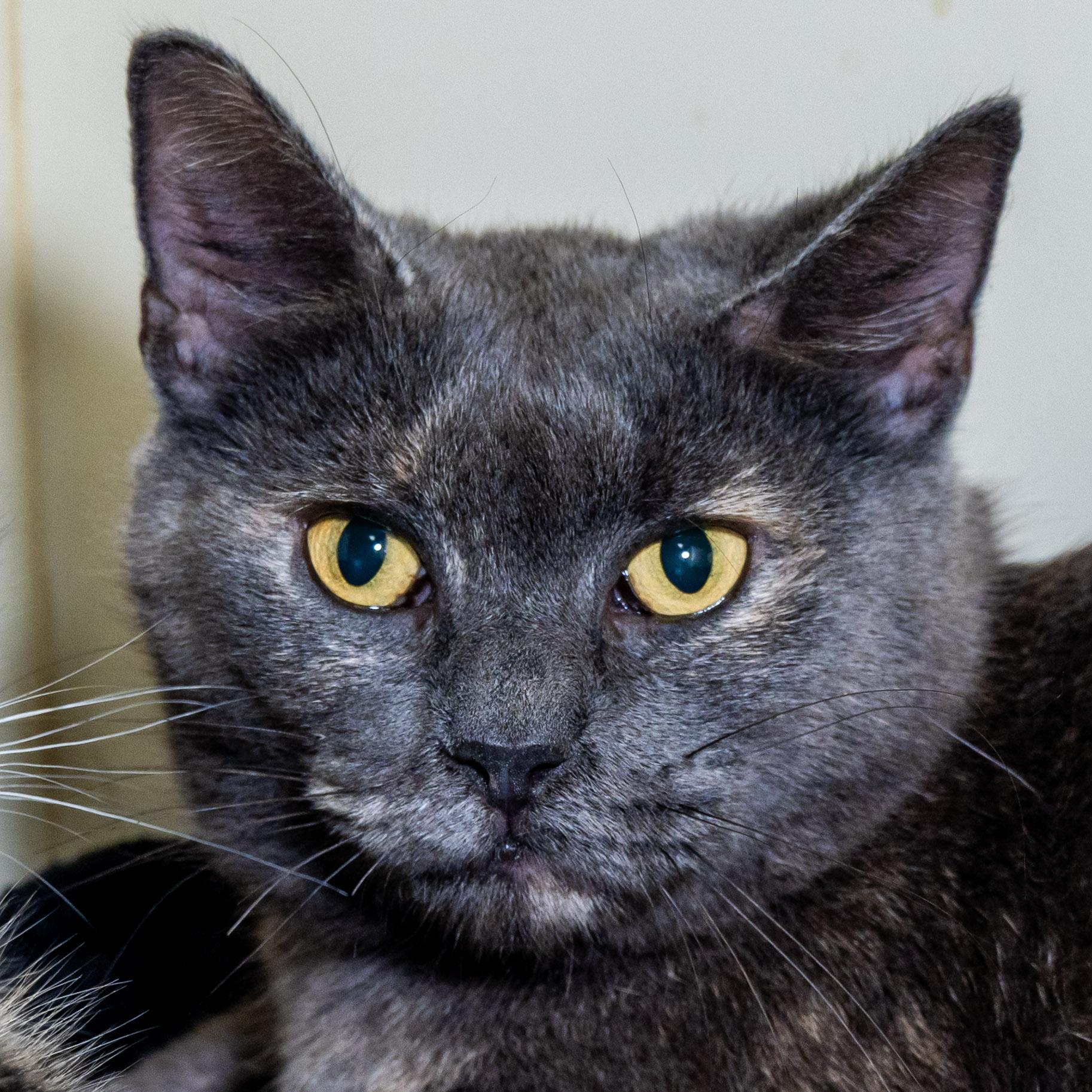 Martha, Adoptable, Adult Female Domestic Short Hair.
