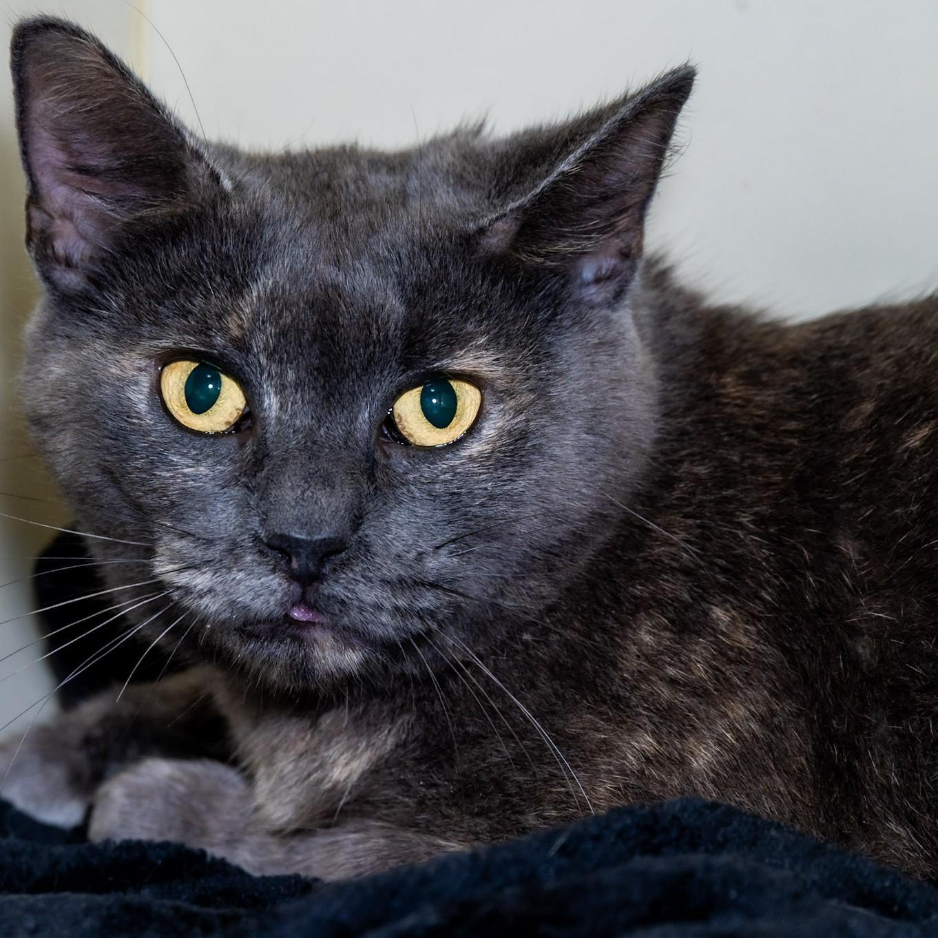 Enlarge Martha, a Adoptable Domestic Short Hair in Victor, NY image 2/3
