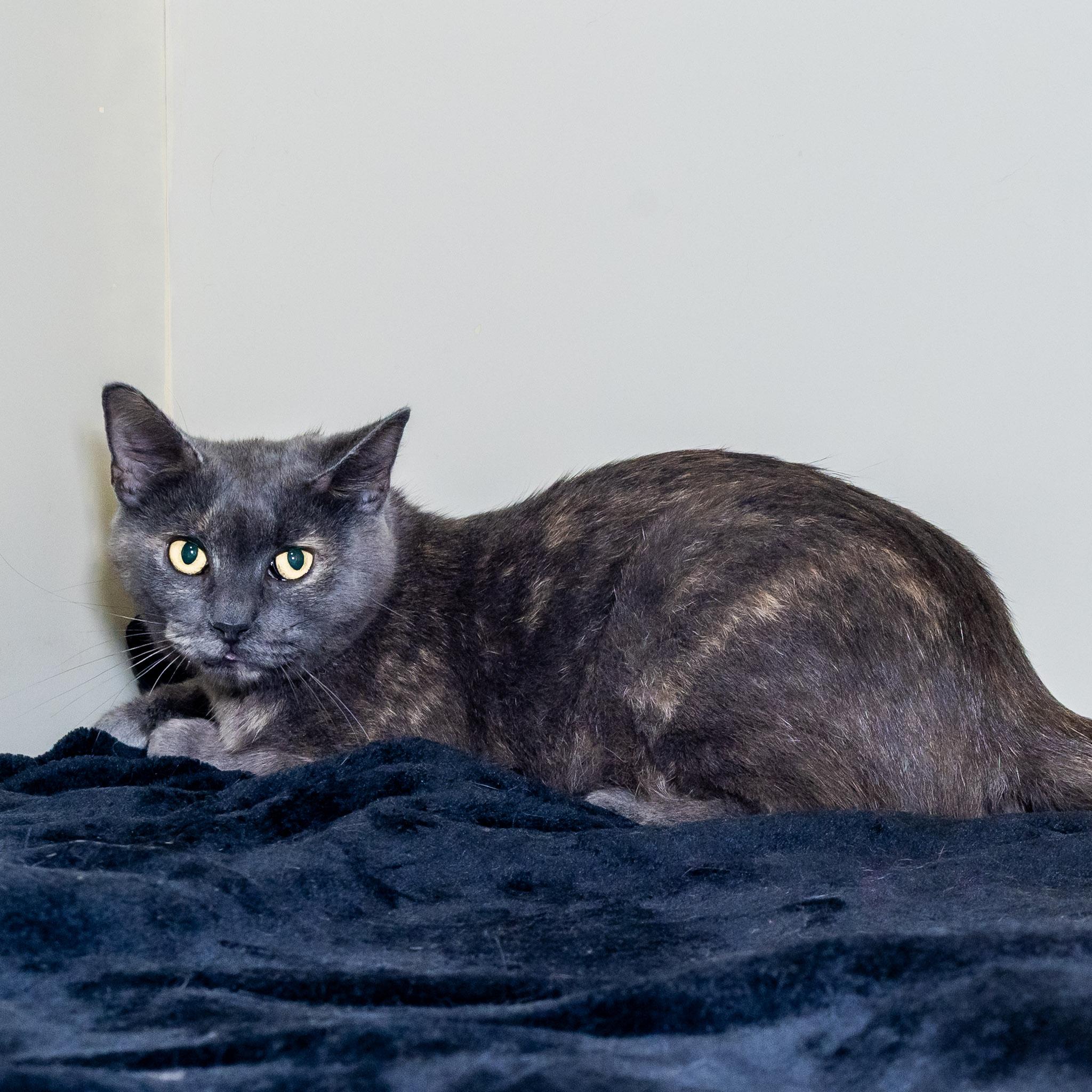 Enlarge Martha, a Adoptable Domestic Short Hair in Victor, NY image 3/3