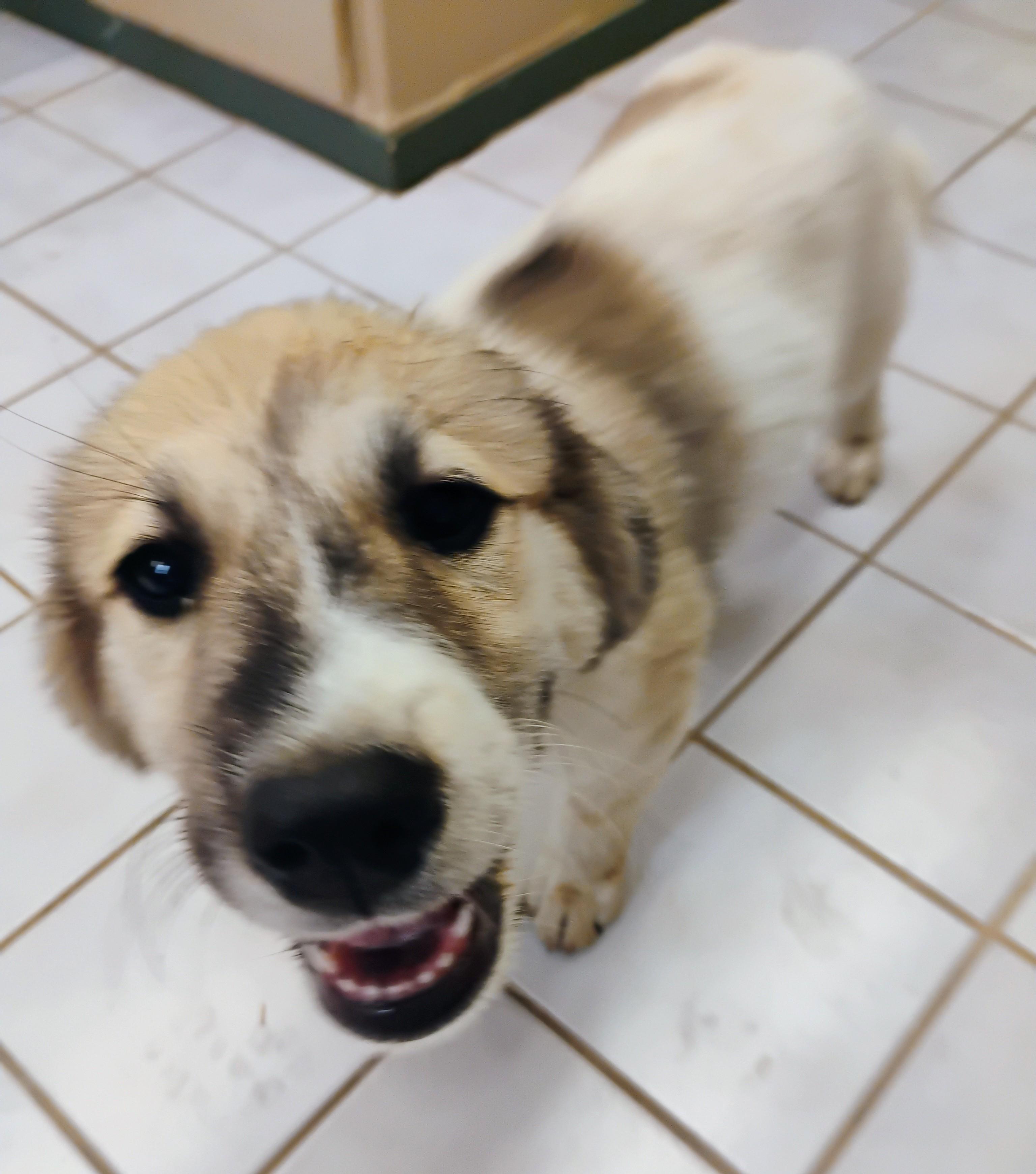 KODIE, ADOPTABLE, Puppy Male Great Pyrenees.