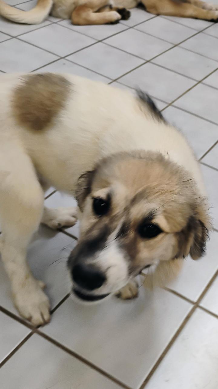 KODIE, a ADOPTABLE mixed breed in Saint Jo, TX image 2/2
