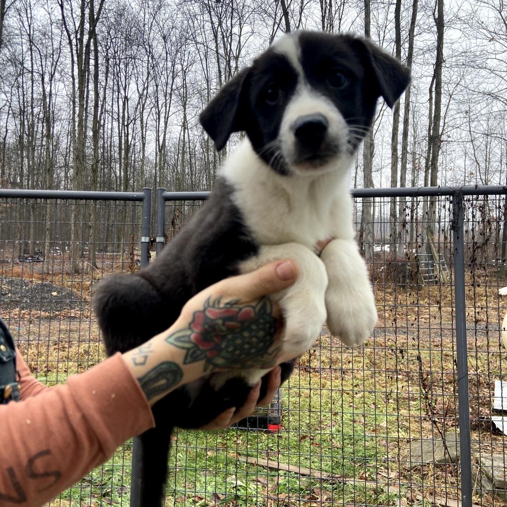 Marshmallow Fudge, Adoptable, Puppy Male Australian Shepherd & Border Collie.