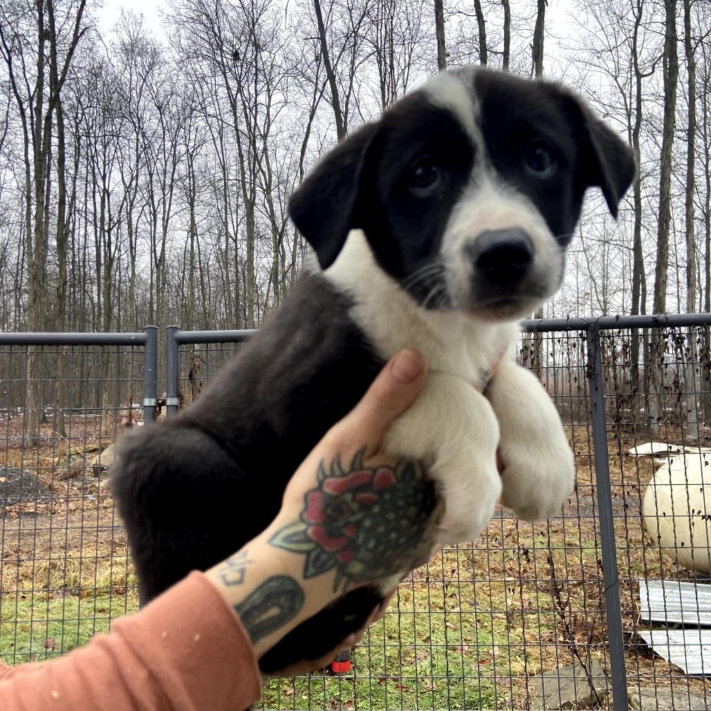 Enlarge Marshmallow Fudge, a Adoptable mixed breed in Southington, OH image 2/2