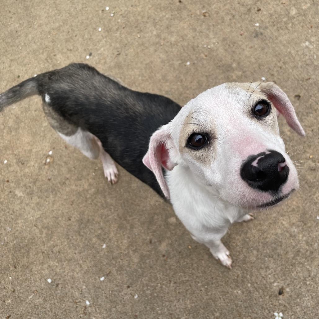 Enlarge Leia, a Adoptable mixed breed in Tulsa, OK image 1/1