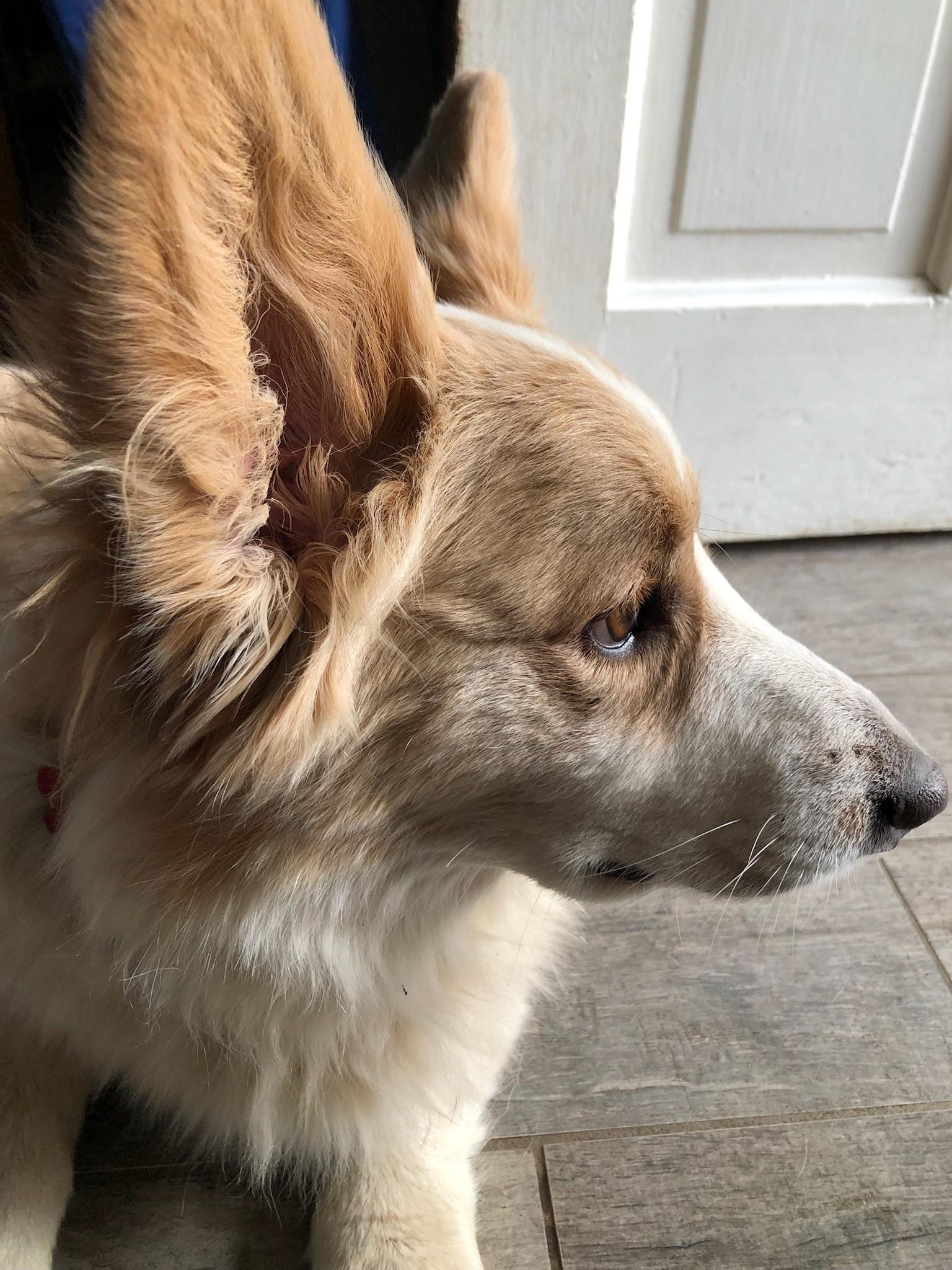 Enlarge ADOPTION pending - Oliver , a ADOPTABLE Corgi in Junction City, KS image 5/6