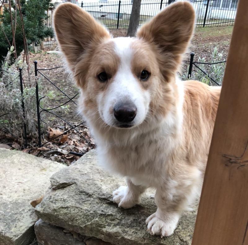 Enlarge ADOPTION pending - Oliver , a ADOPTABLE Corgi in Junction City, KS image 1/6