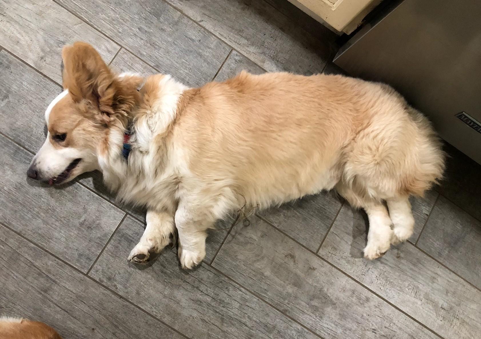 Enlarge ADOPTION pending - Oliver , a ADOPTABLE Corgi in Junction City, KS image 4/6