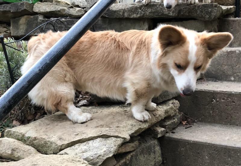 Enlarge ADOPTION pending - Oliver , a ADOPTABLE Corgi in Junction City, KS image 6/6