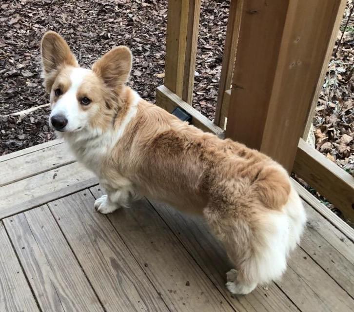 Enlarge ADOPTION pending - Oliver , a ADOPTABLE Corgi in Junction City, KS image 2/6
