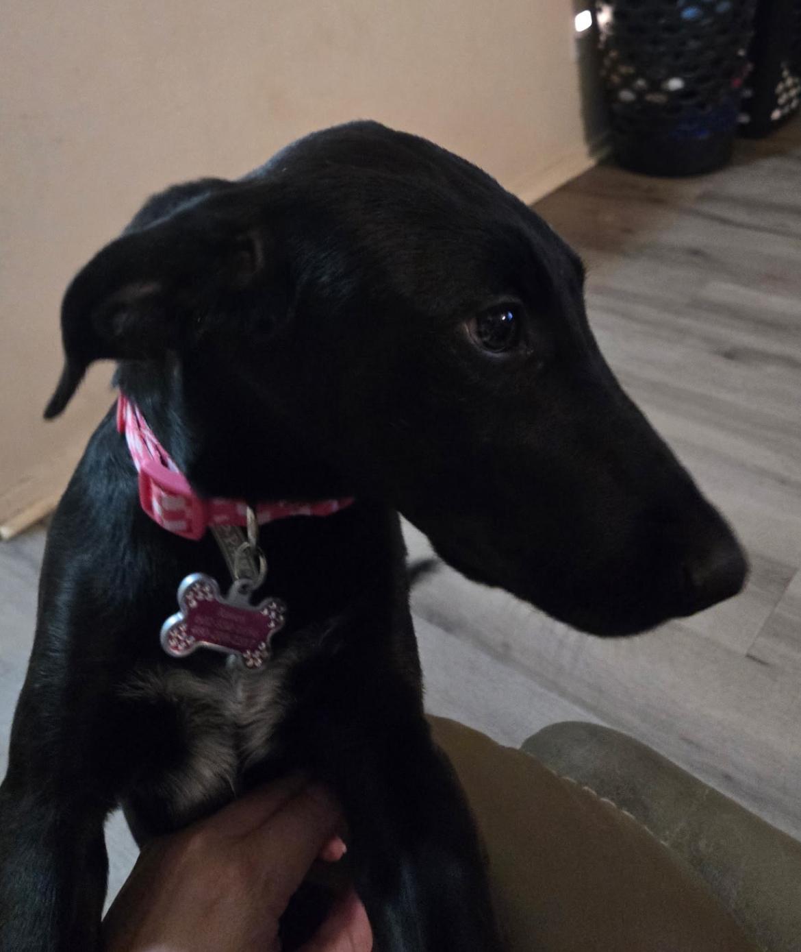 Raven, a Adoptable mixed breed in Gilbert, AZ image 5/5