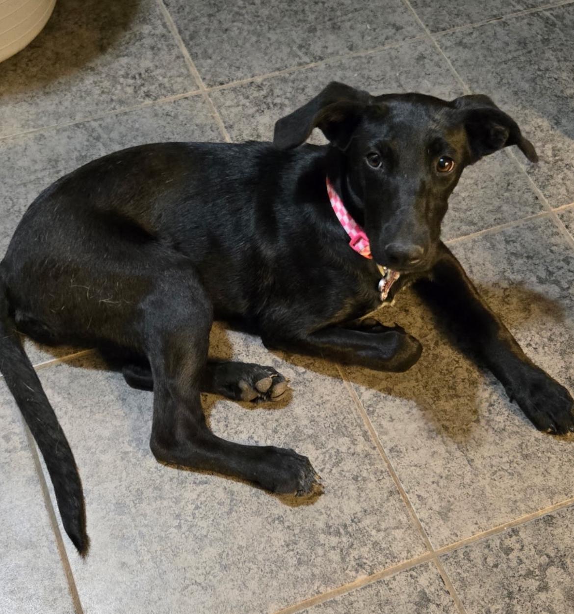 Raven, a Adoptable mixed breed in Gilbert, AZ image 1/5