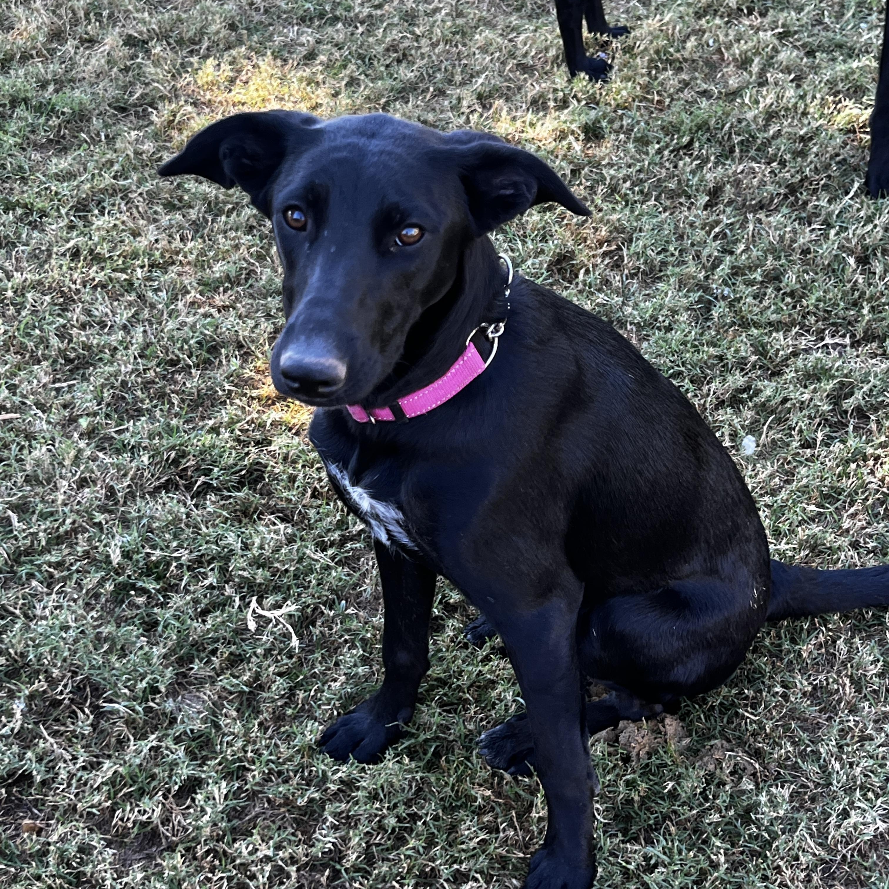 Raven, a Adoptable mixed breed in Gilbert, AZ image 2/5