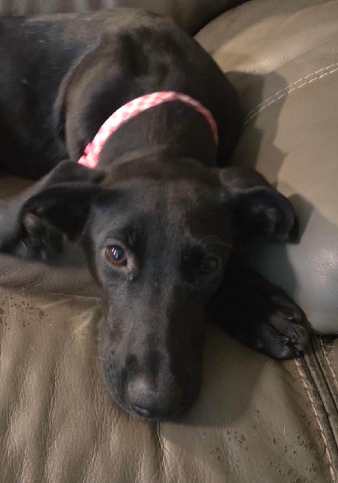 Raven, a Adoptable mixed breed in Gilbert, AZ image 3/5