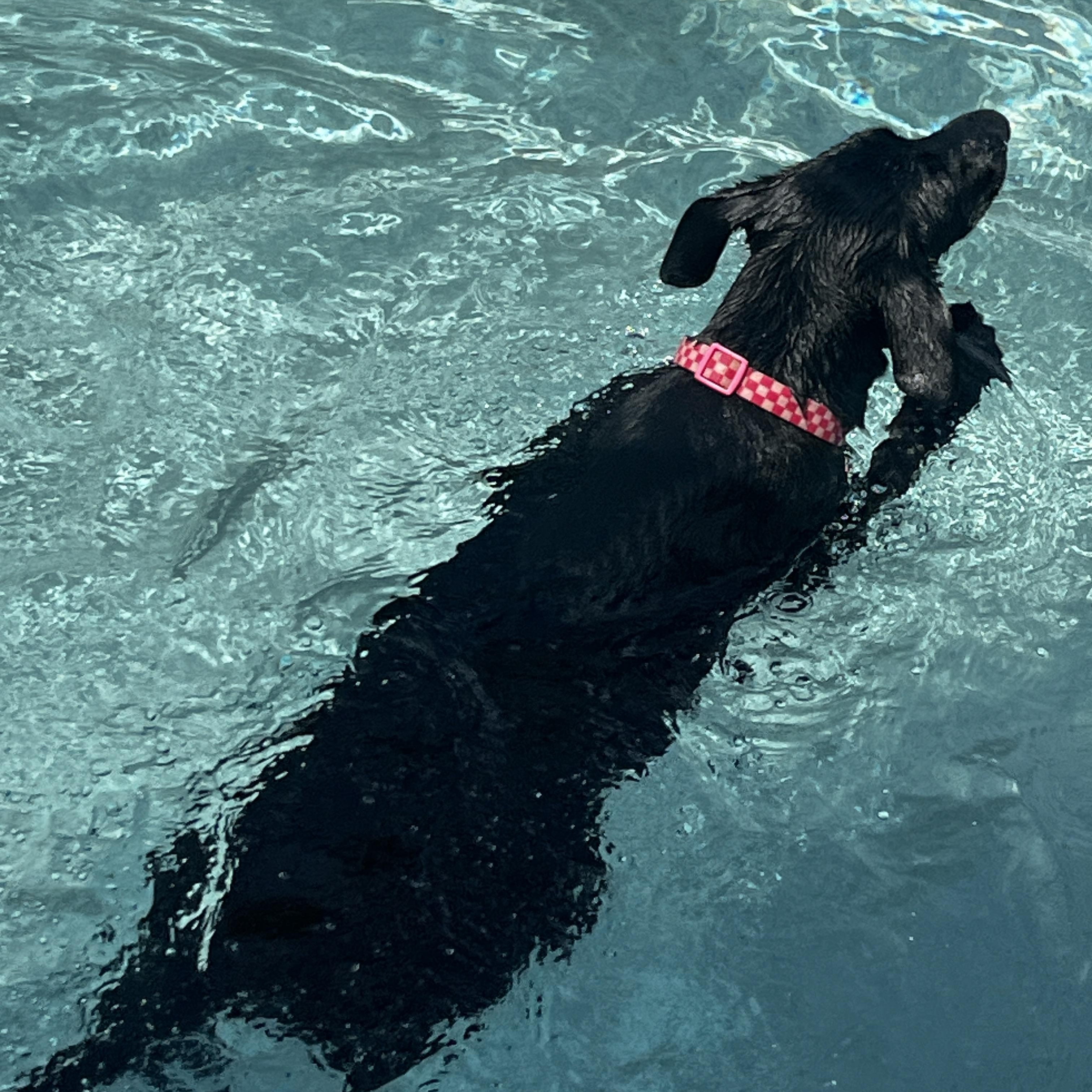 Raven, a Adoptable mixed breed in Gilbert, AZ image 4/5