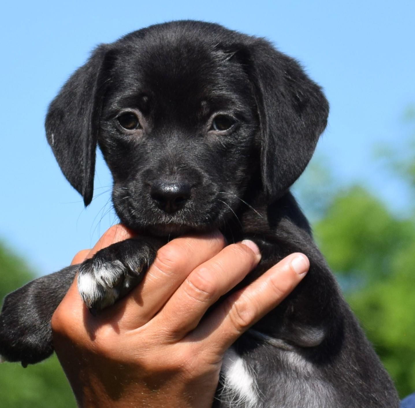 Enlarge Celeste-Available www.lhar.dog to apply, an adoptable mixed breed in Frederick, MD image 2/6