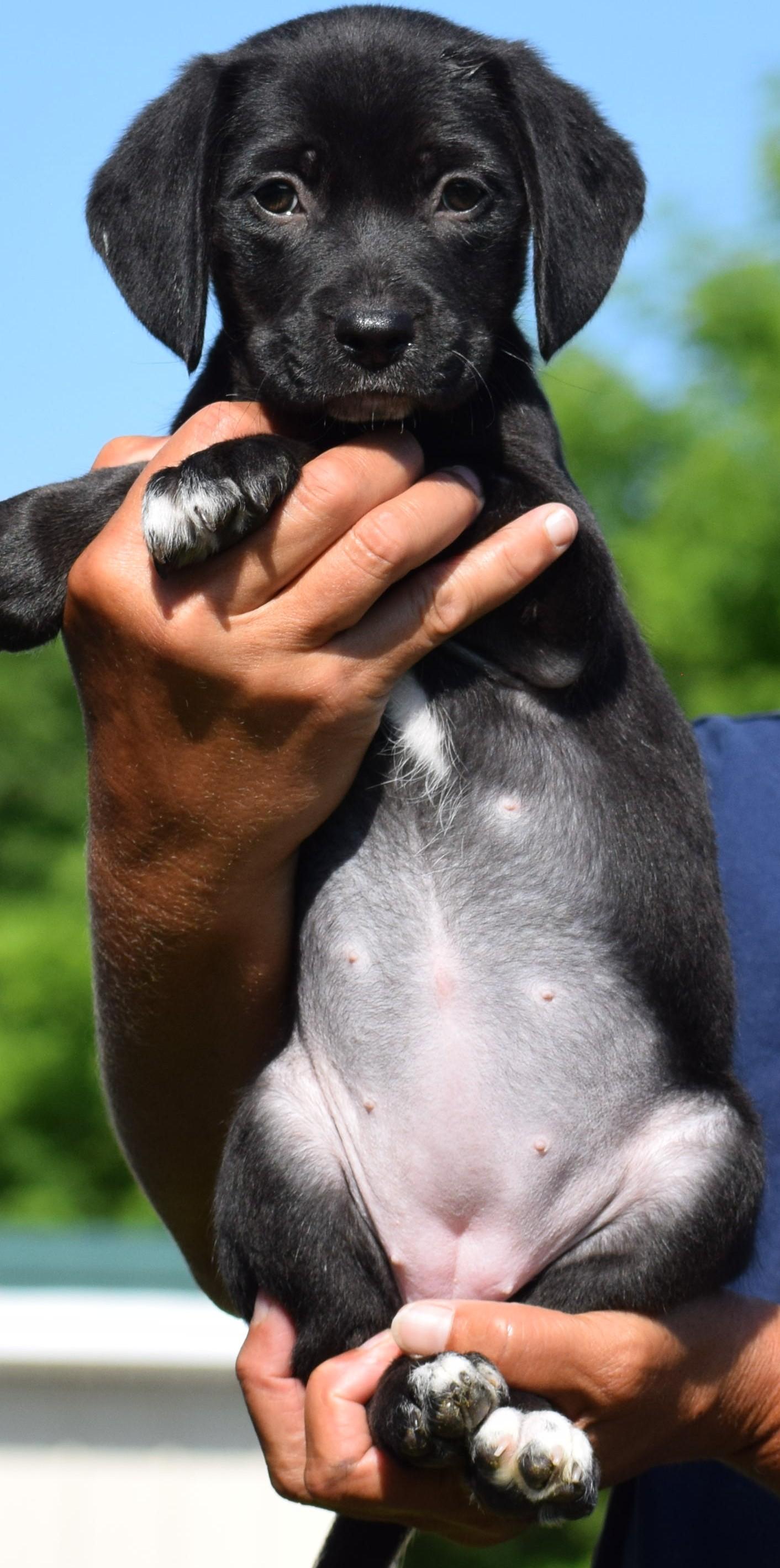 Enlarge Celeste-Available www.lhar.dog to apply, an adoptable mixed breed in Frederick, MD image 4/6