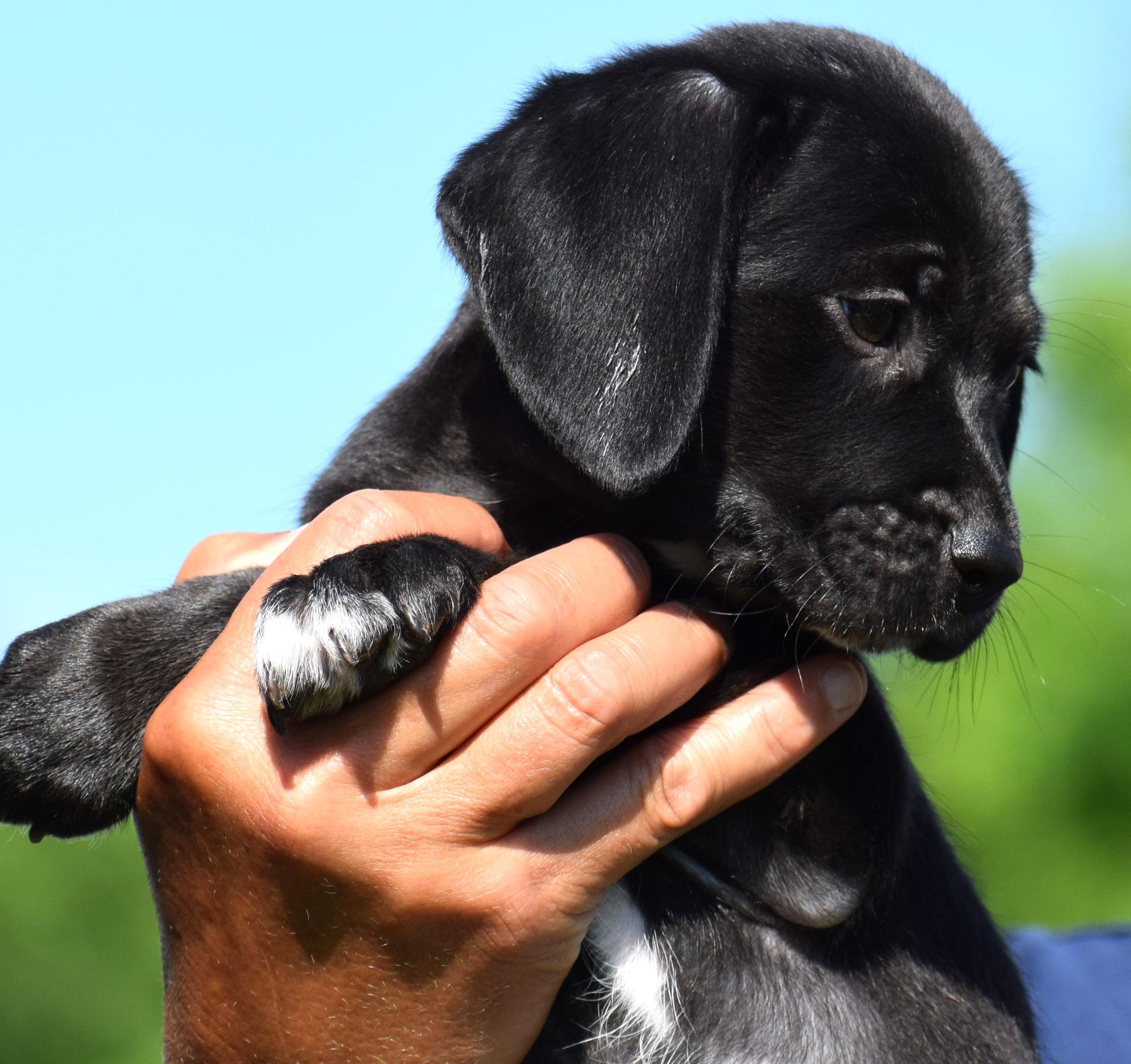 Enlarge Celeste-Available www.lhar.dog to apply, an adoptable mixed breed in Frederick, MD image 5/6