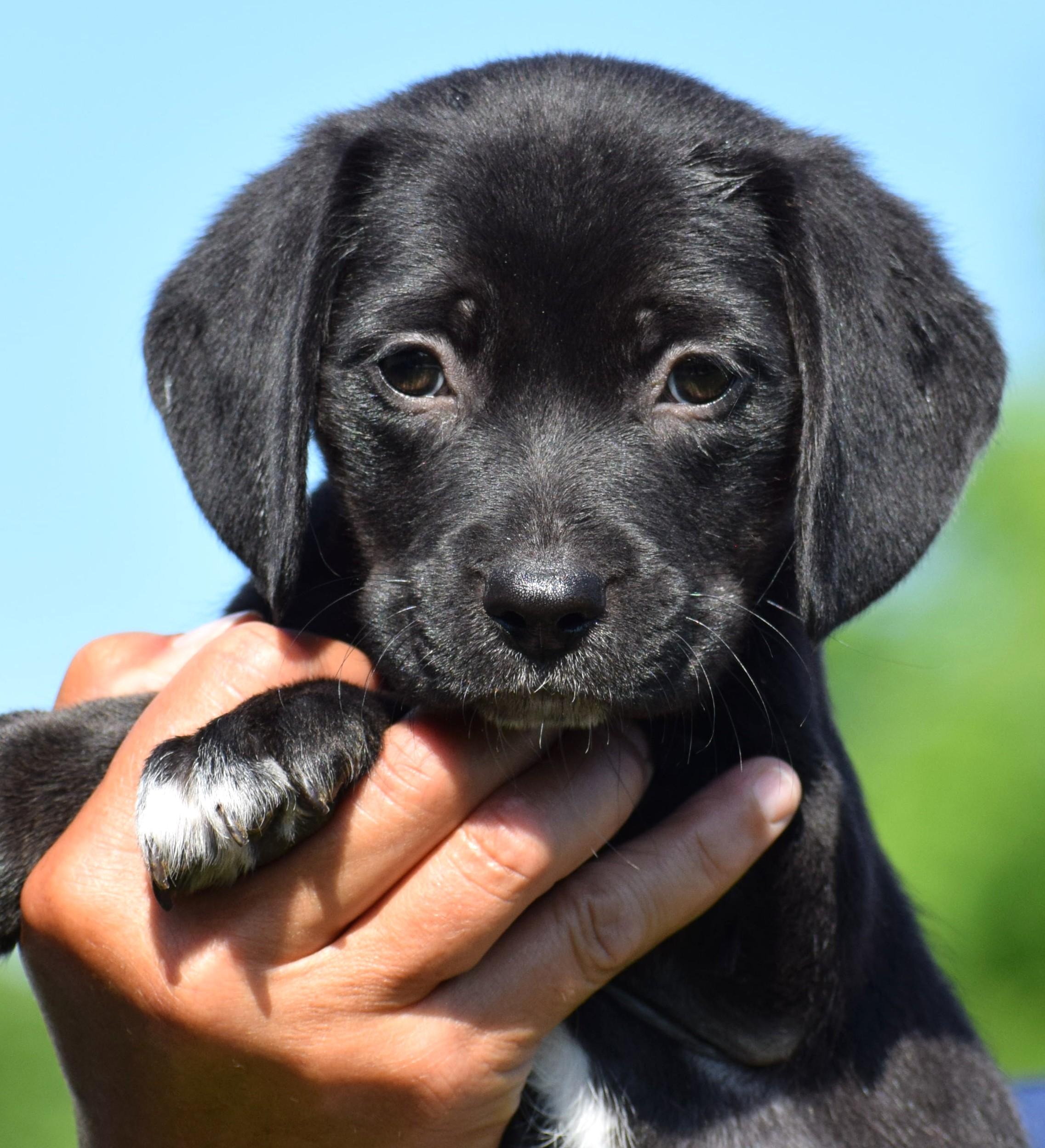 Enlarge Celeste-Available www.lhar.dog to apply, an adoptable mixed breed in Frederick, MD image 6/6