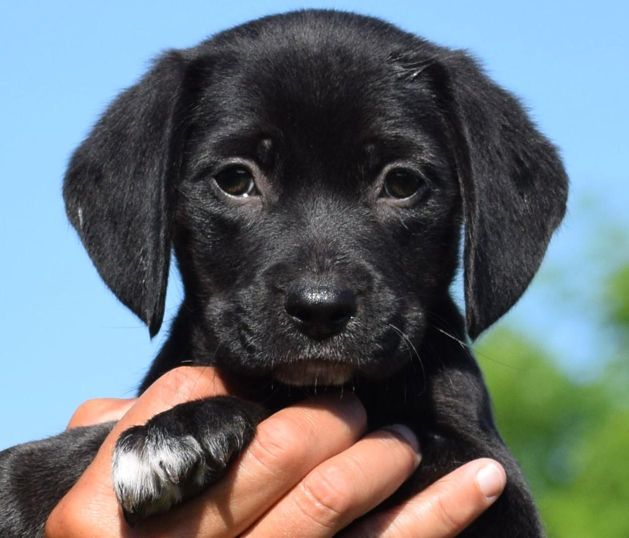 Celeste-Available www.lhar.dog to apply, adoptable, Puppy Female Terrier.