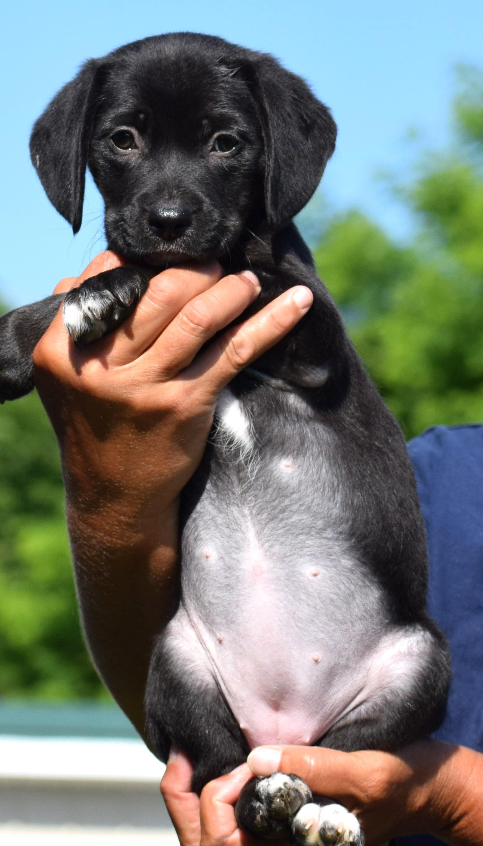 Enlarge Celeste-Available www.lhar.dog to apply, an adoptable mixed breed in Frederick, MD image 3/6